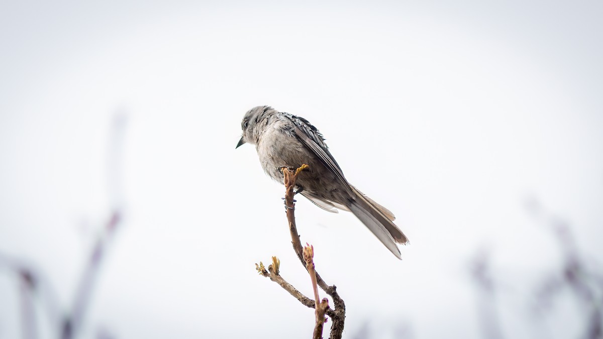 ハサミオタイランチョウ - ML644481649