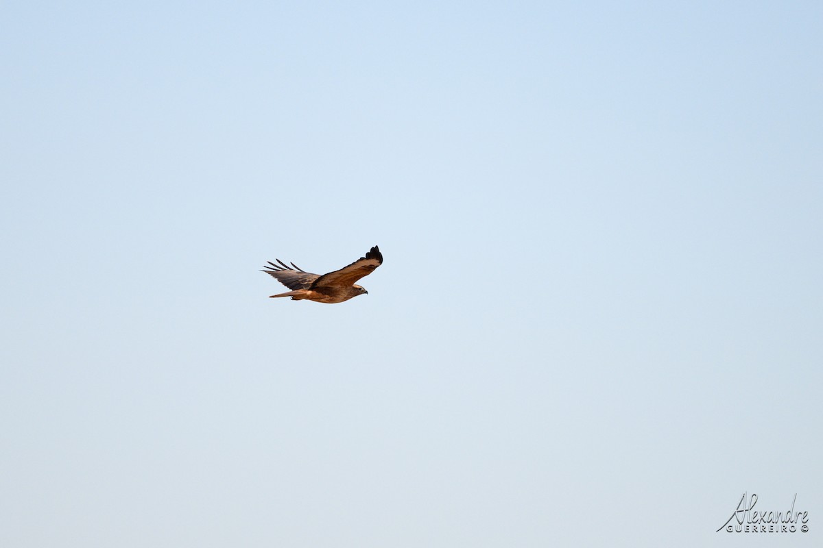 Long-legged Buzzard - ML644481650