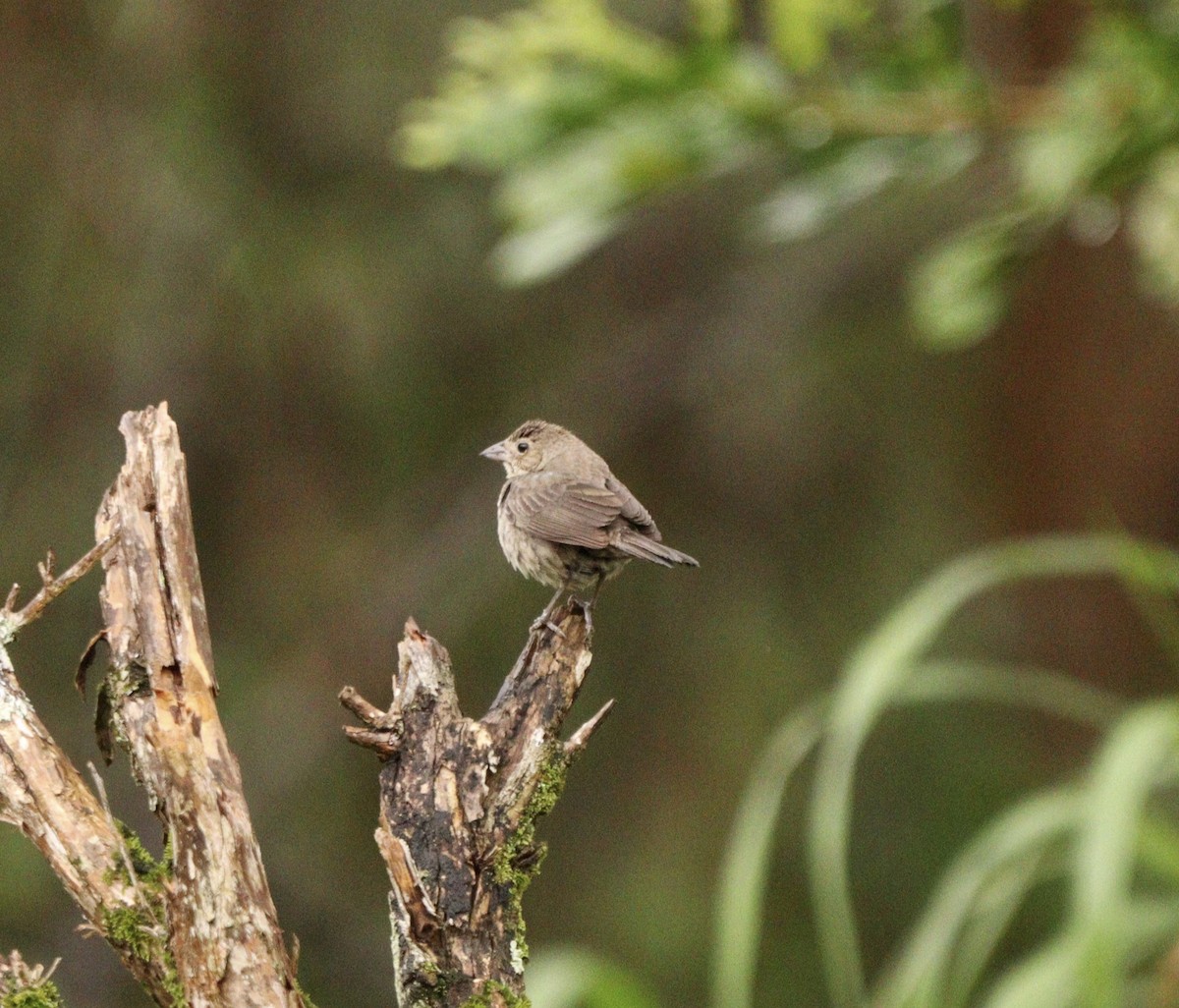 Blue-black Grassquit - ML644481662