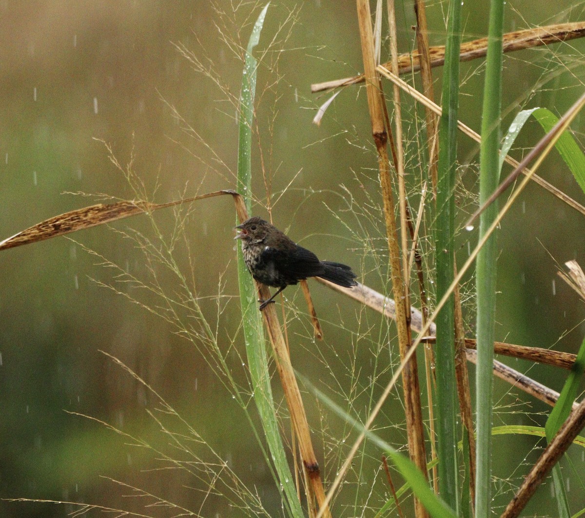 Blue-black Grassquit - ML644481663