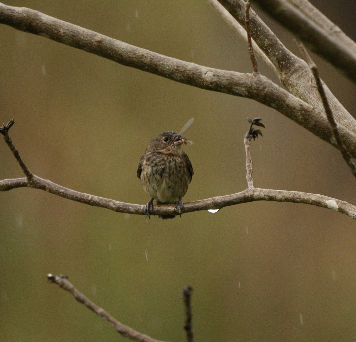Blue-black Grassquit - ML644481664