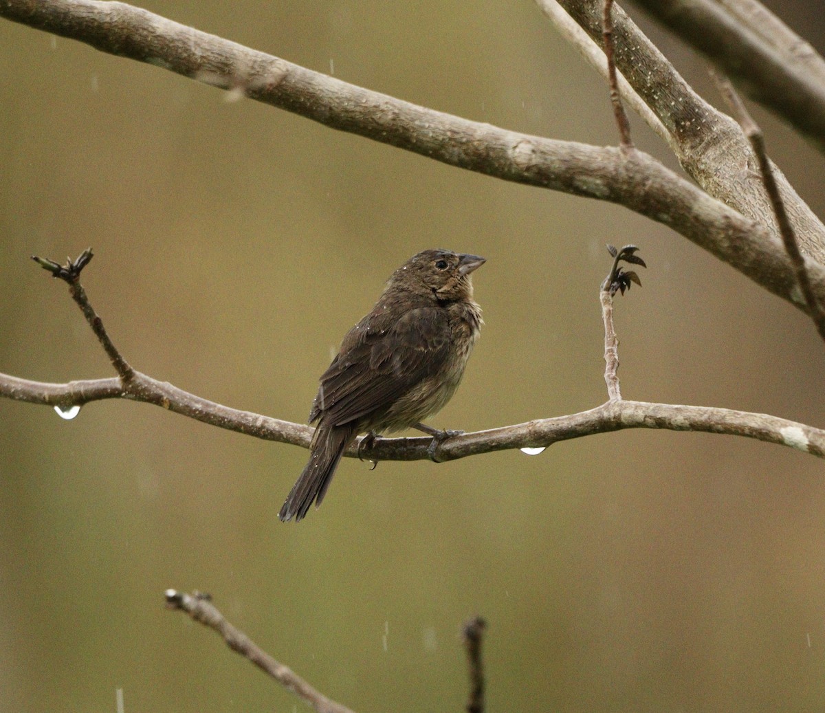 Blue-black Grassquit - ML644481665