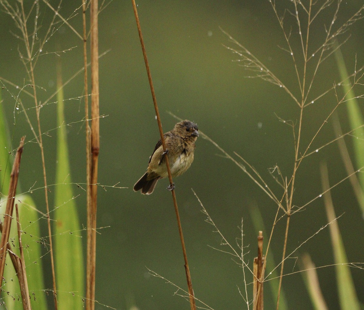 Blue-black Grassquit - ML644481666