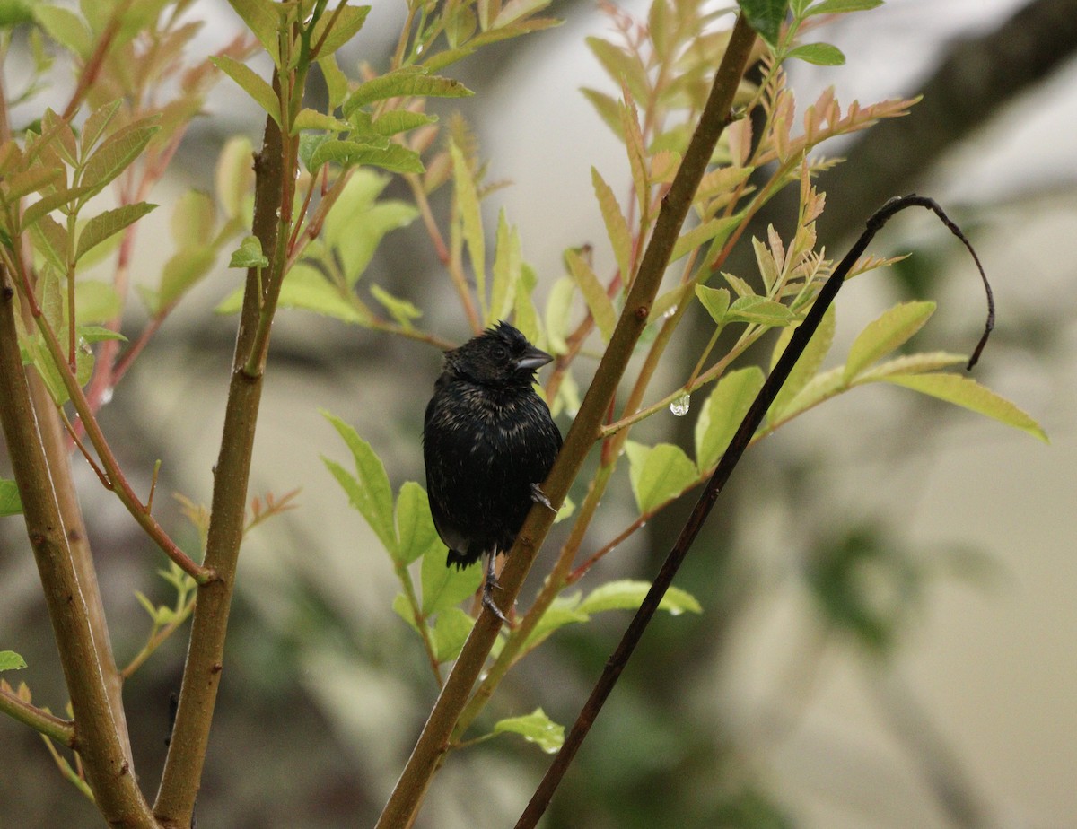 Blue-black Grassquit - ML644481667