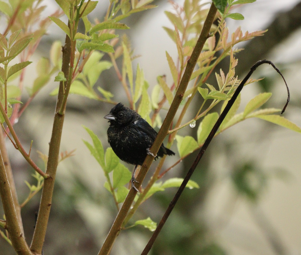 Blue-black Grassquit - ML644481668