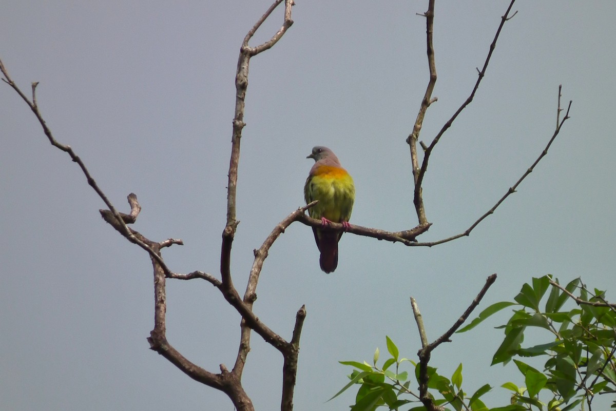 holub papouščí - ML644481670