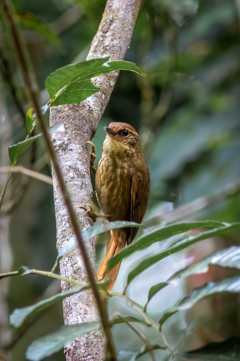 Buff-browed Foliage-gleaner - ML644481682