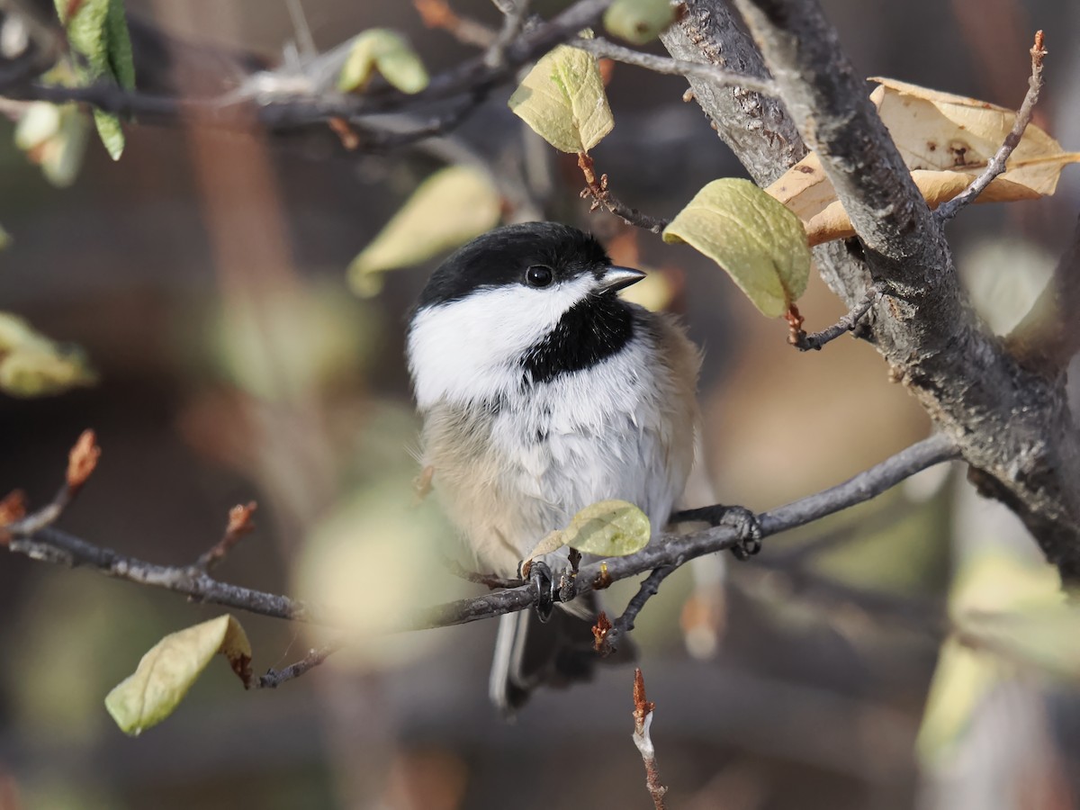 Amerika Baştankarası - ML644481686