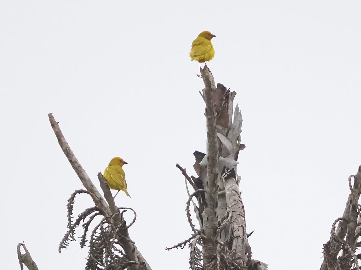 African Golden-Weaver - ML644481689