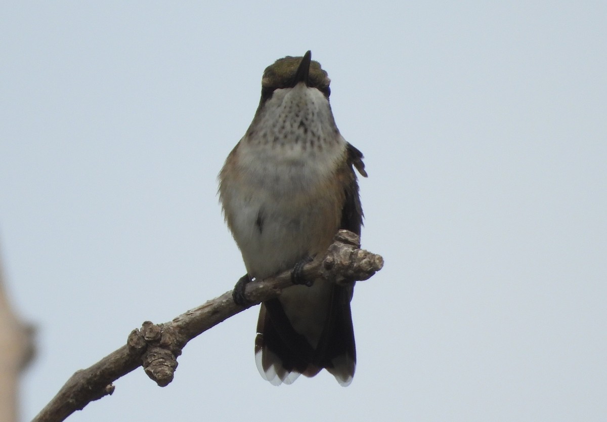 Colibrí Gorjirrubí - ML644481691