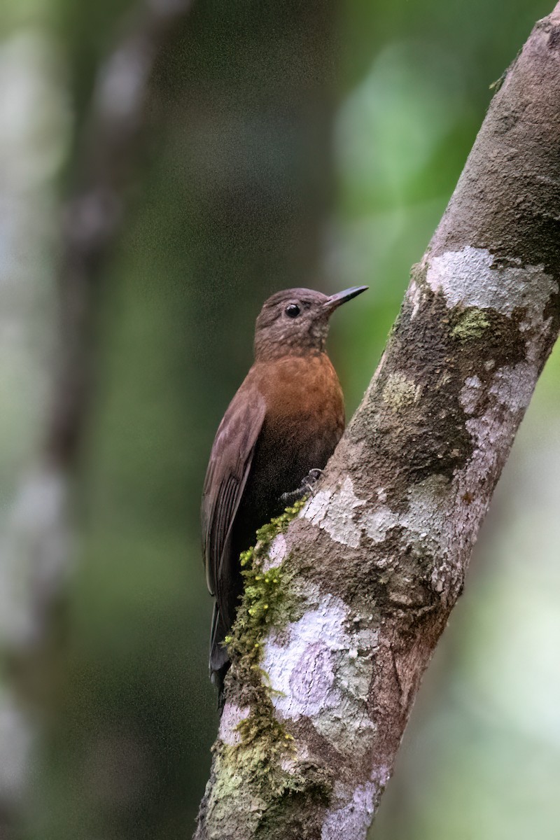 ムネアカヤブクグリ（scansor） - ML644481693