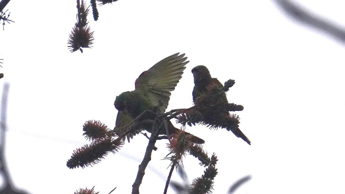 Cordilleran Parakeet - ML644481696