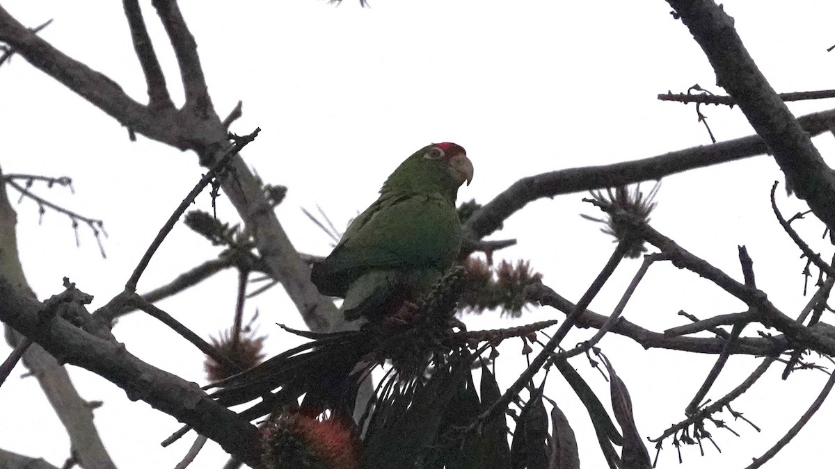 Cordilleran Parakeet - ML644481697