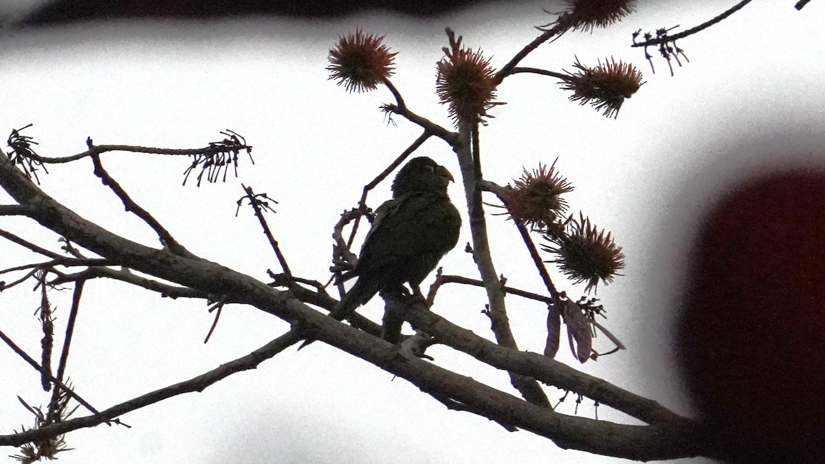 Cordilleran Parakeet - ML644481698