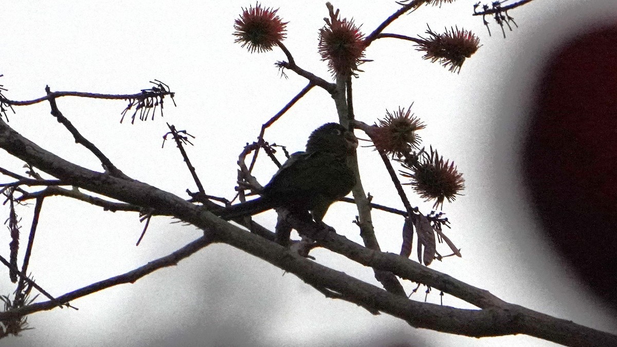 Cordilleran Parakeet - ML644481699