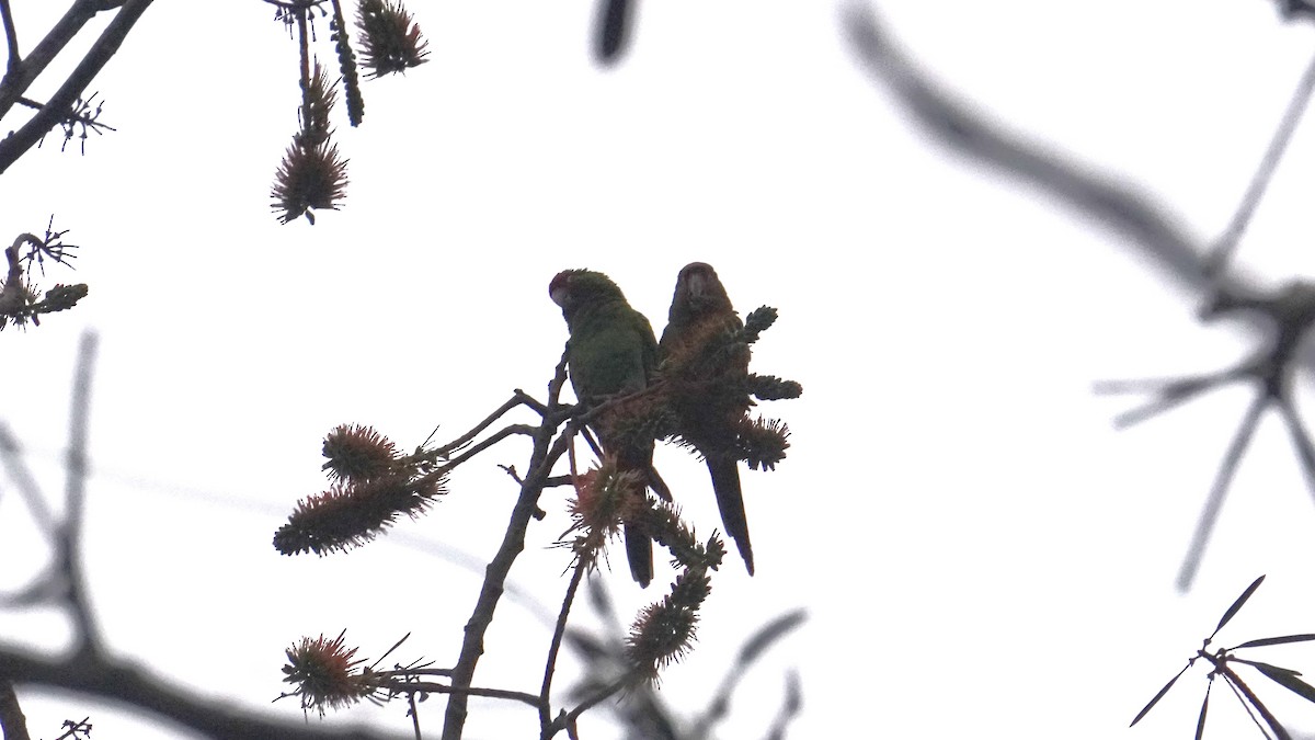 Cordilleran Parakeet - ML644481700