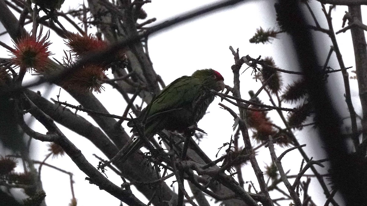 Cordilleran Parakeet - ML644481701