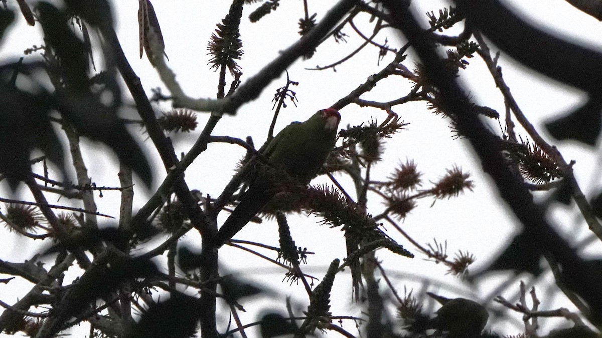 Cordilleran Parakeet - ML644481702