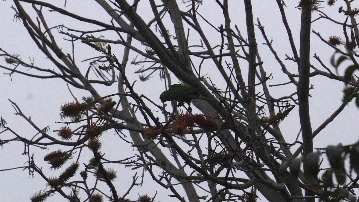 Cordilleran Parakeet - ML644481703
