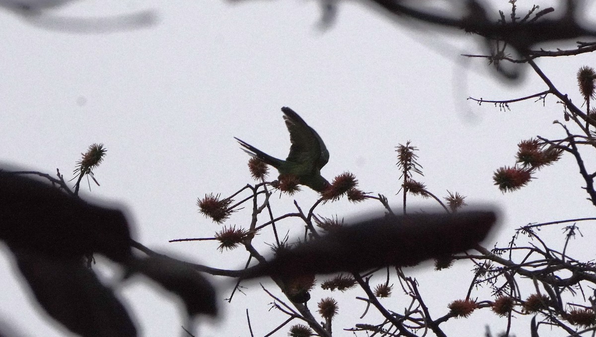 Cordilleran Parakeet - ML644481704