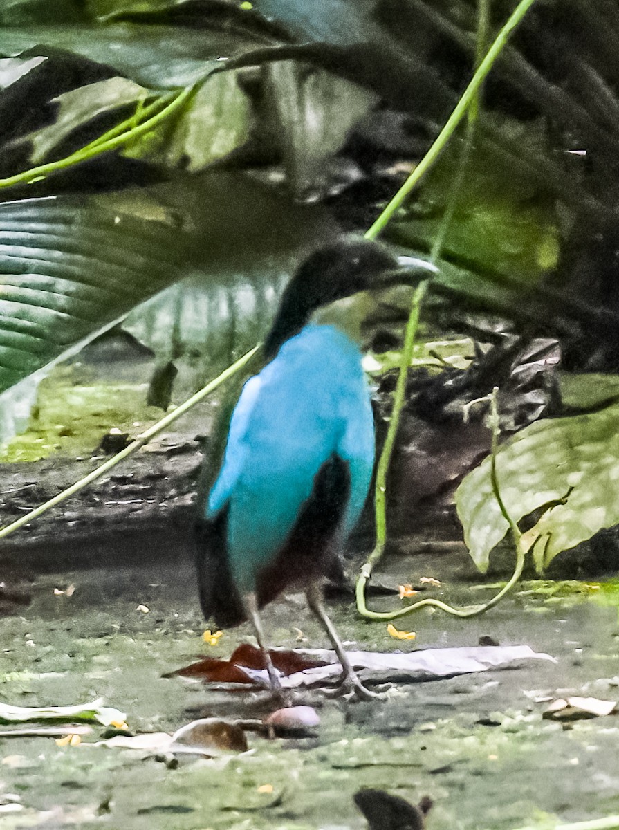 Azure-breasted Pitta - ML644481705