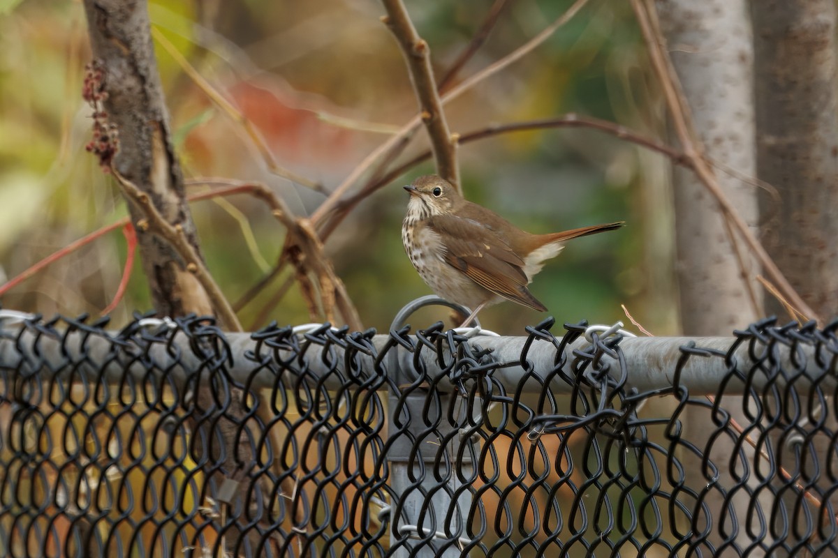 Tordo di Pallas - ML644481711