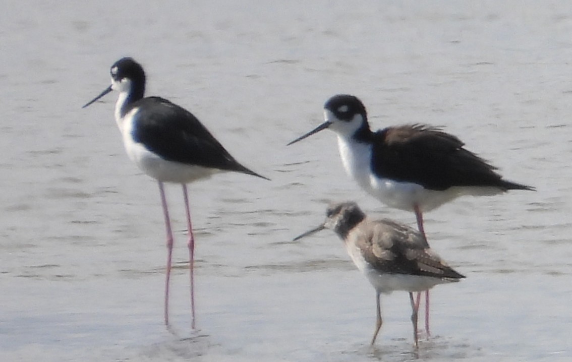 Schwarznacken-Stelzenläufer - ML644481716