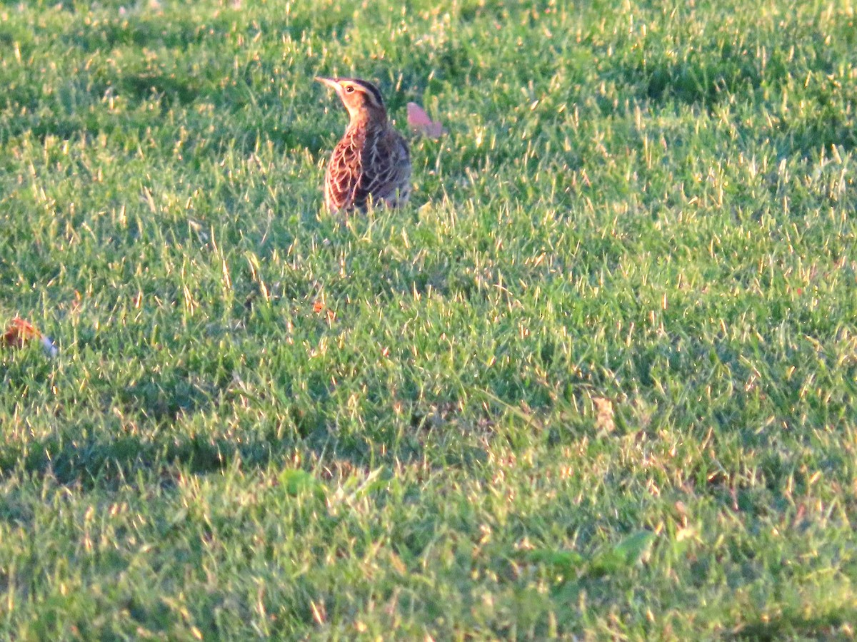 Eastern Meadowlark (Eastern) - ML644481717