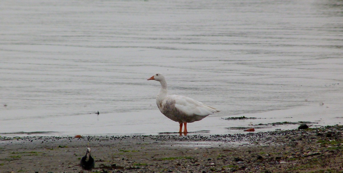 kachnovití sp. - ML644481721