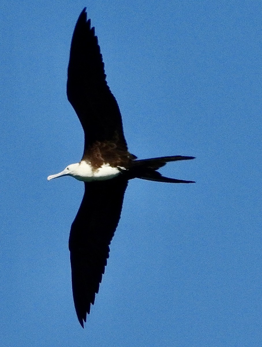 Magnificent Frigatebird - ML644481722