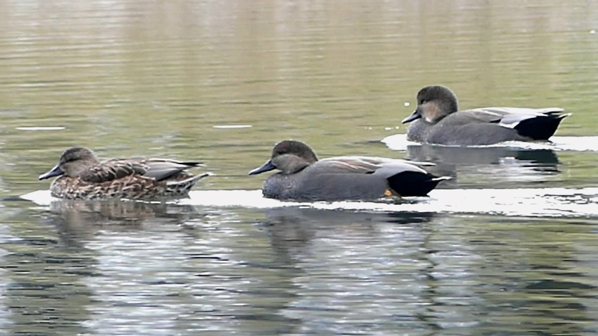 Gadwall - ML644481724