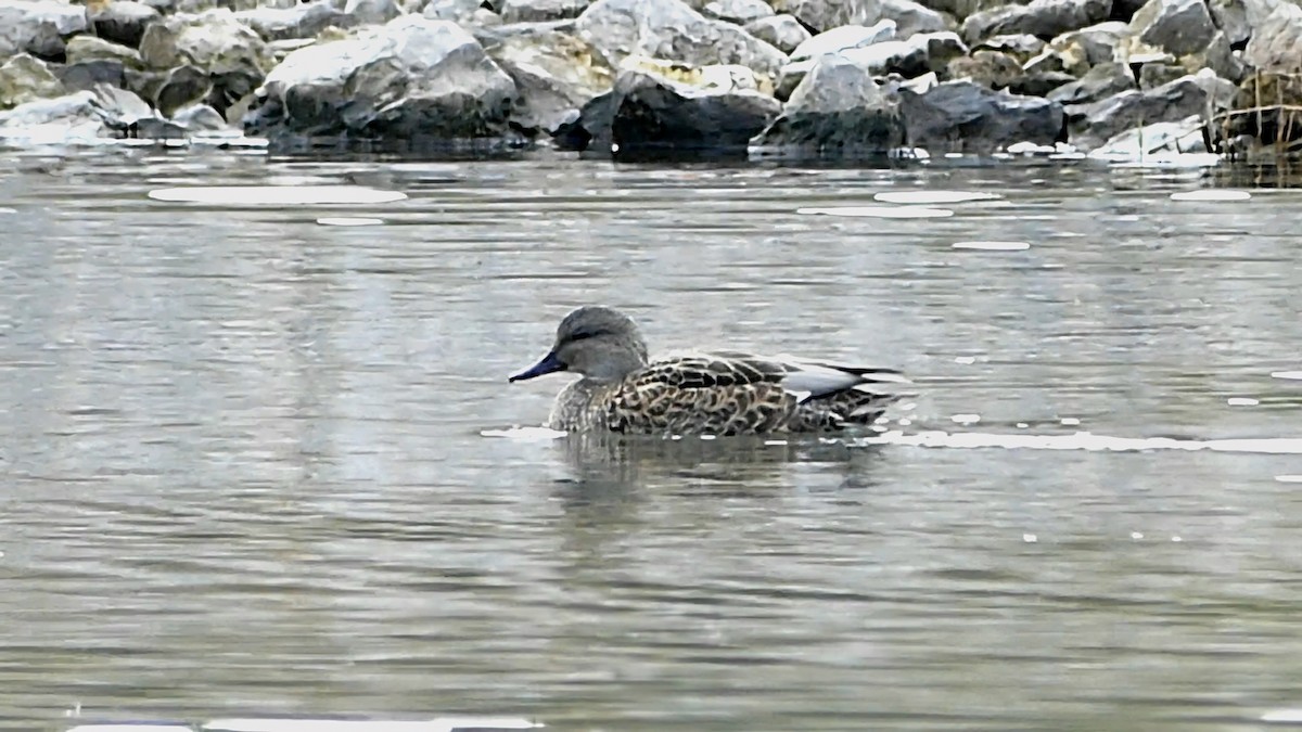Gadwall - ML644481725