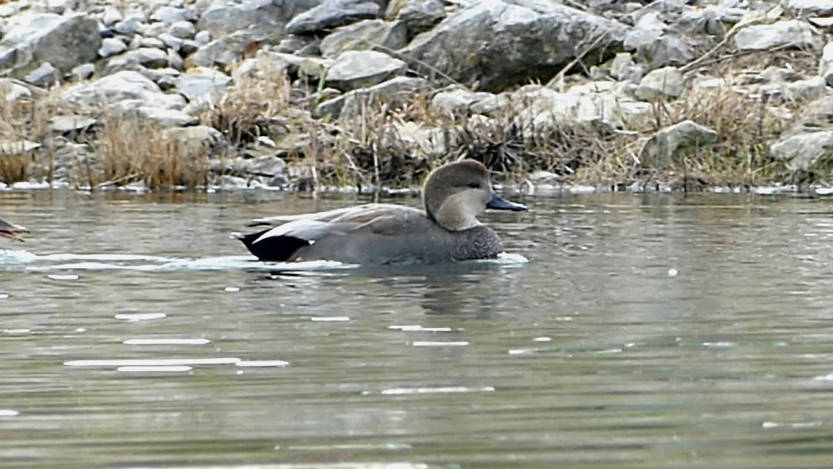 Gadwall - ML644481726