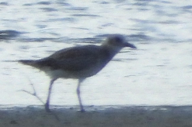 Black-bellied Plover - ML644481728