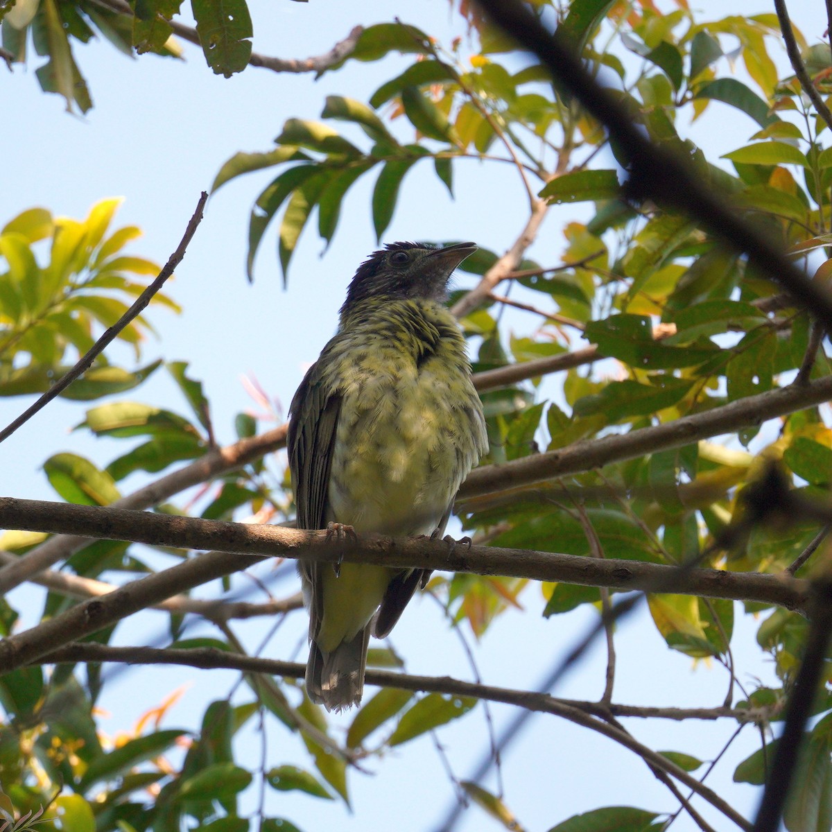 Bare-throated Bellbird - ML644481730
