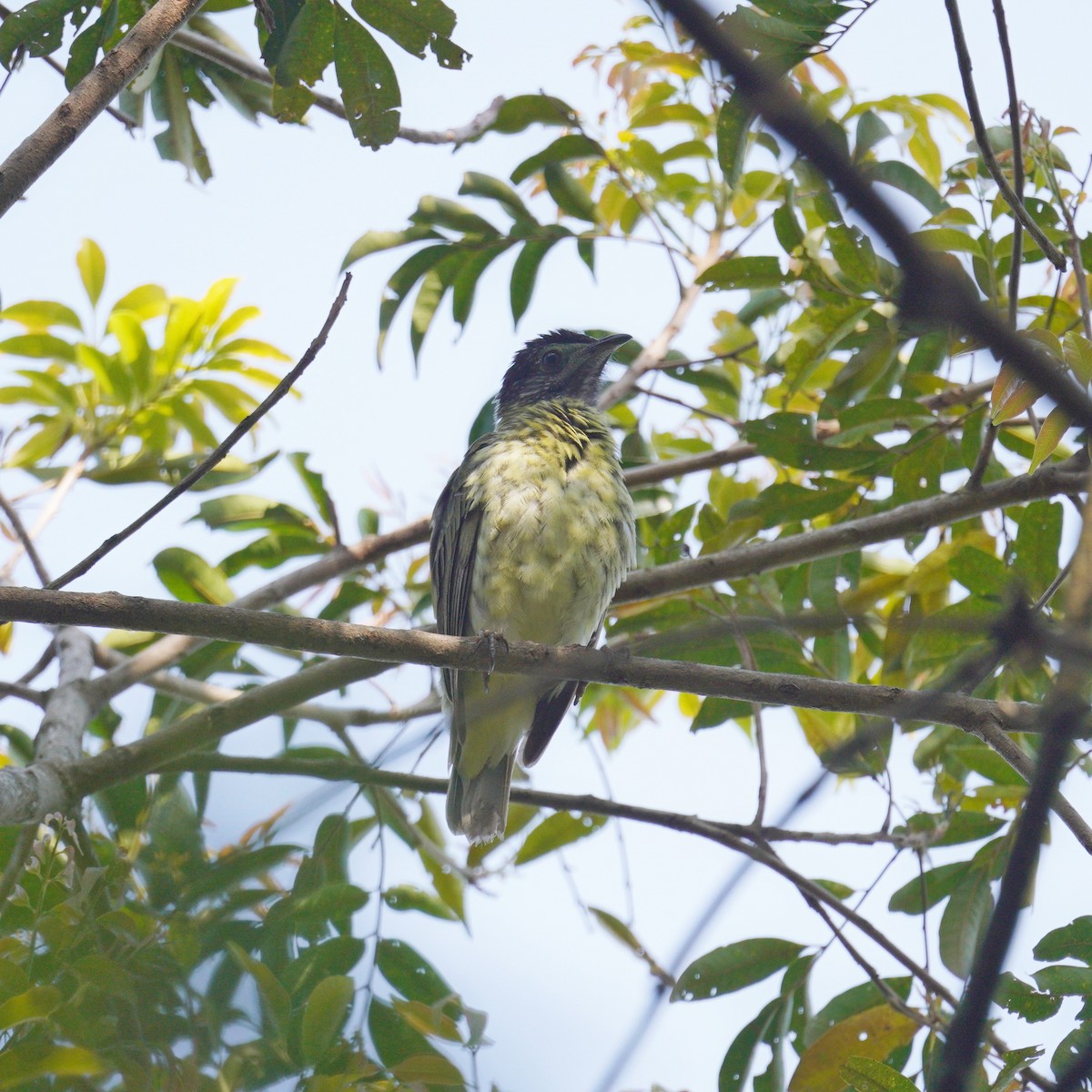 Bare-throated Bellbird - ML644481731