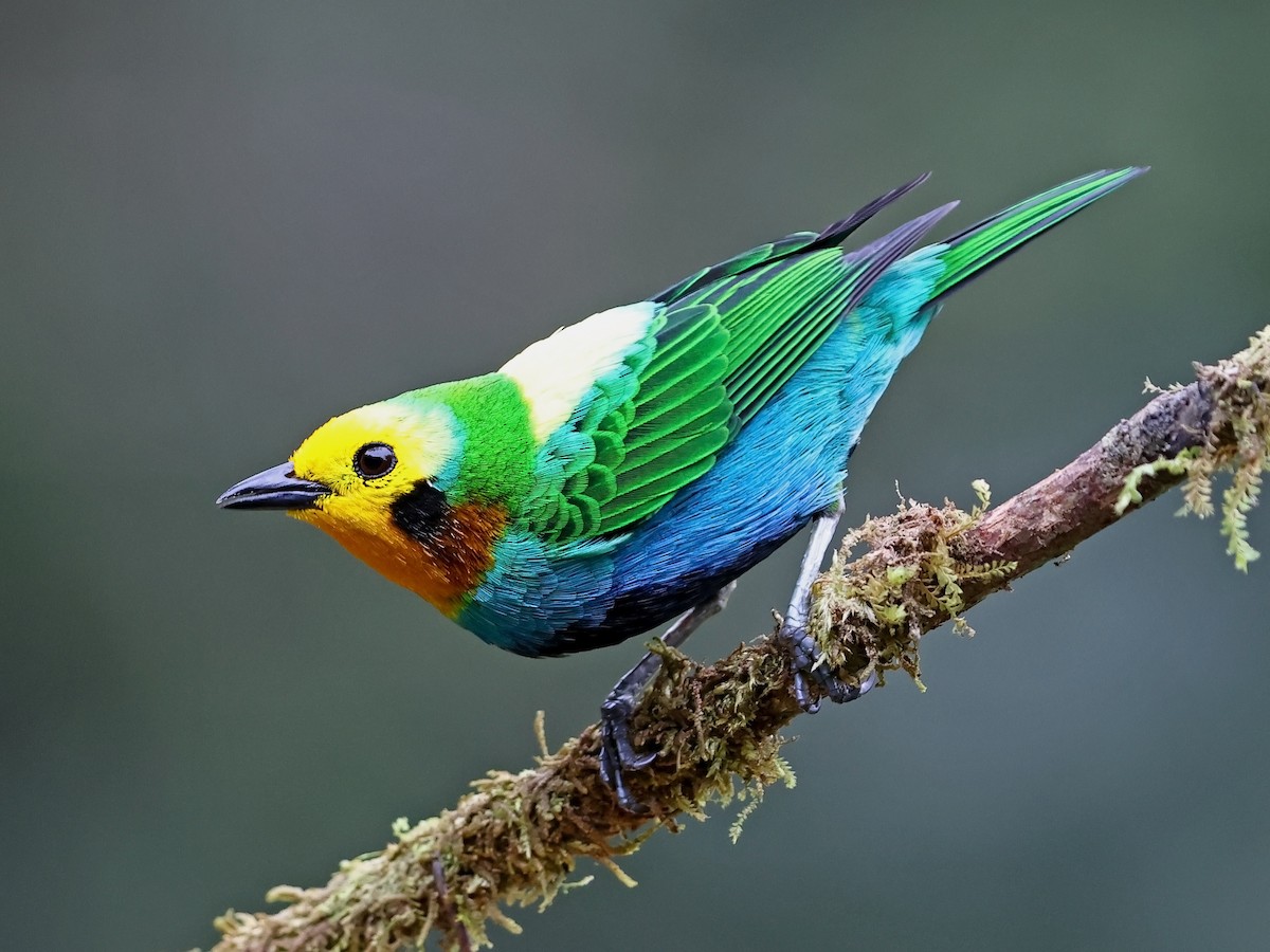 Multicolored Tanager - ML644481740