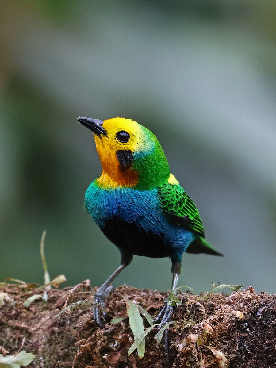 Multicolored Tanager - ML644481741