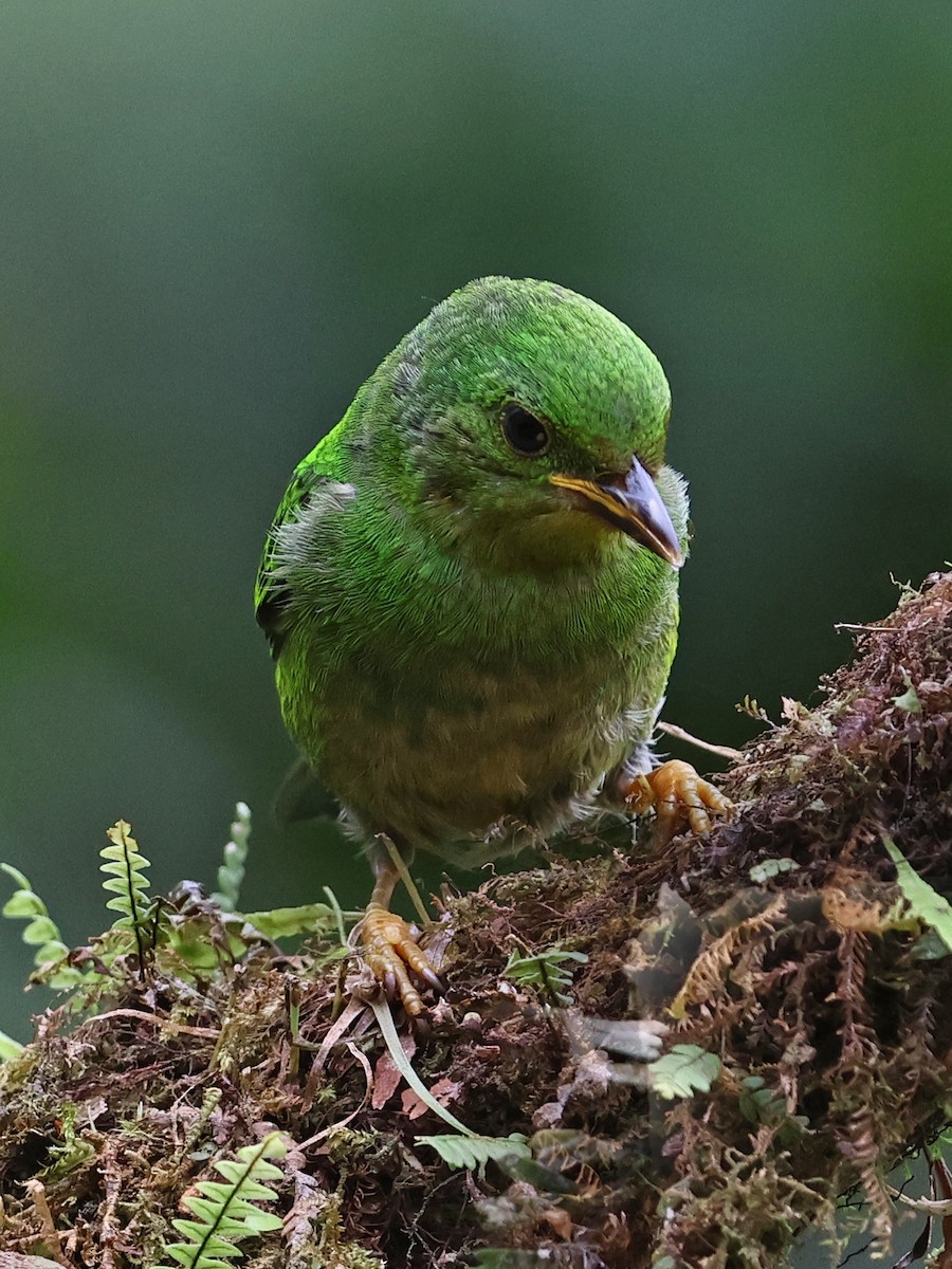 Multicolored Tanager - ML644481760