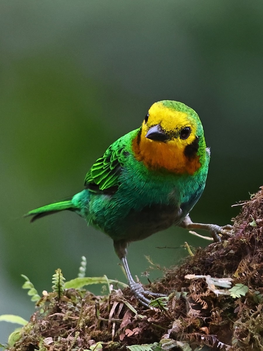 Multicolored Tanager - ML644481761