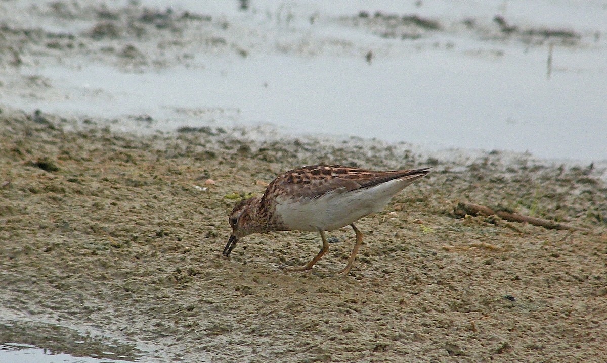 jespák drobný - ML644481766