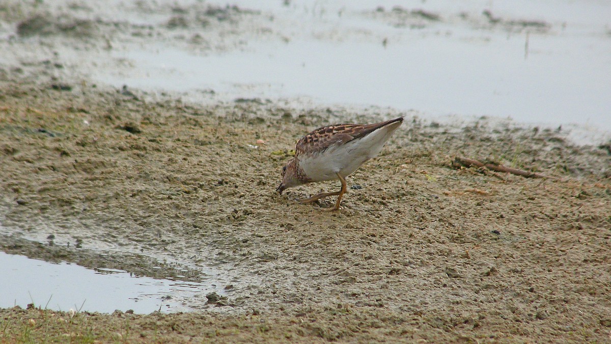 jespák aljašský - ML644481767