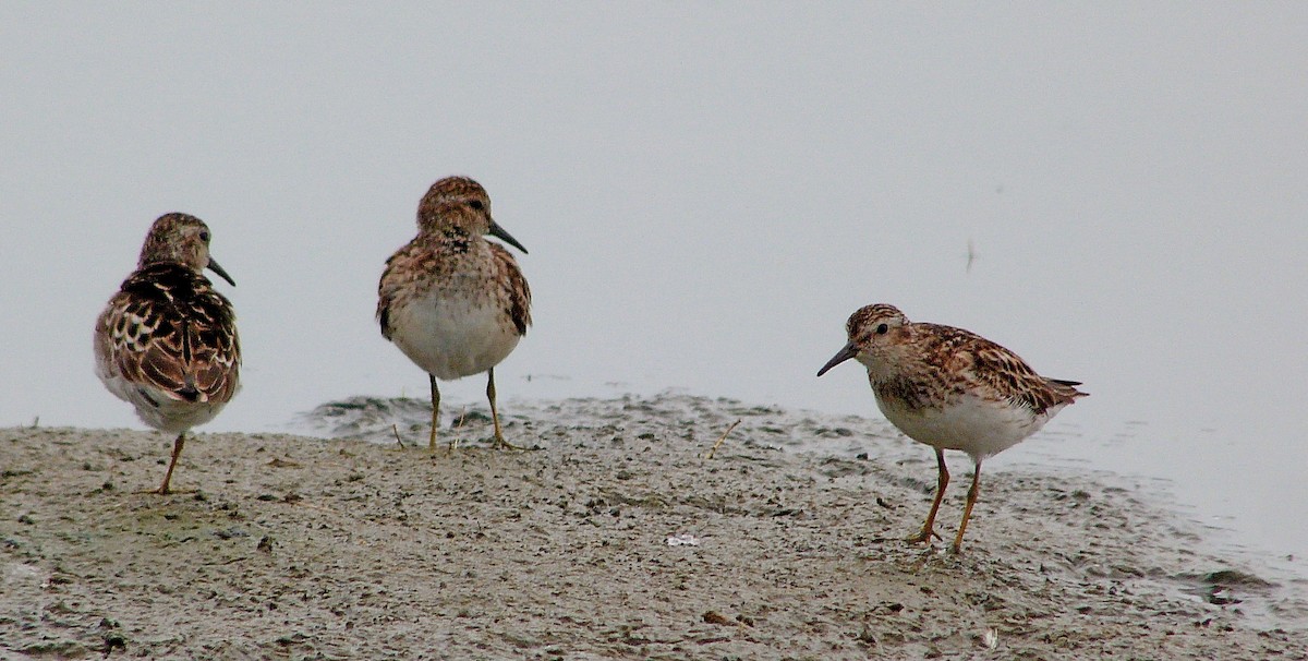 jespák drobný - ML644481775