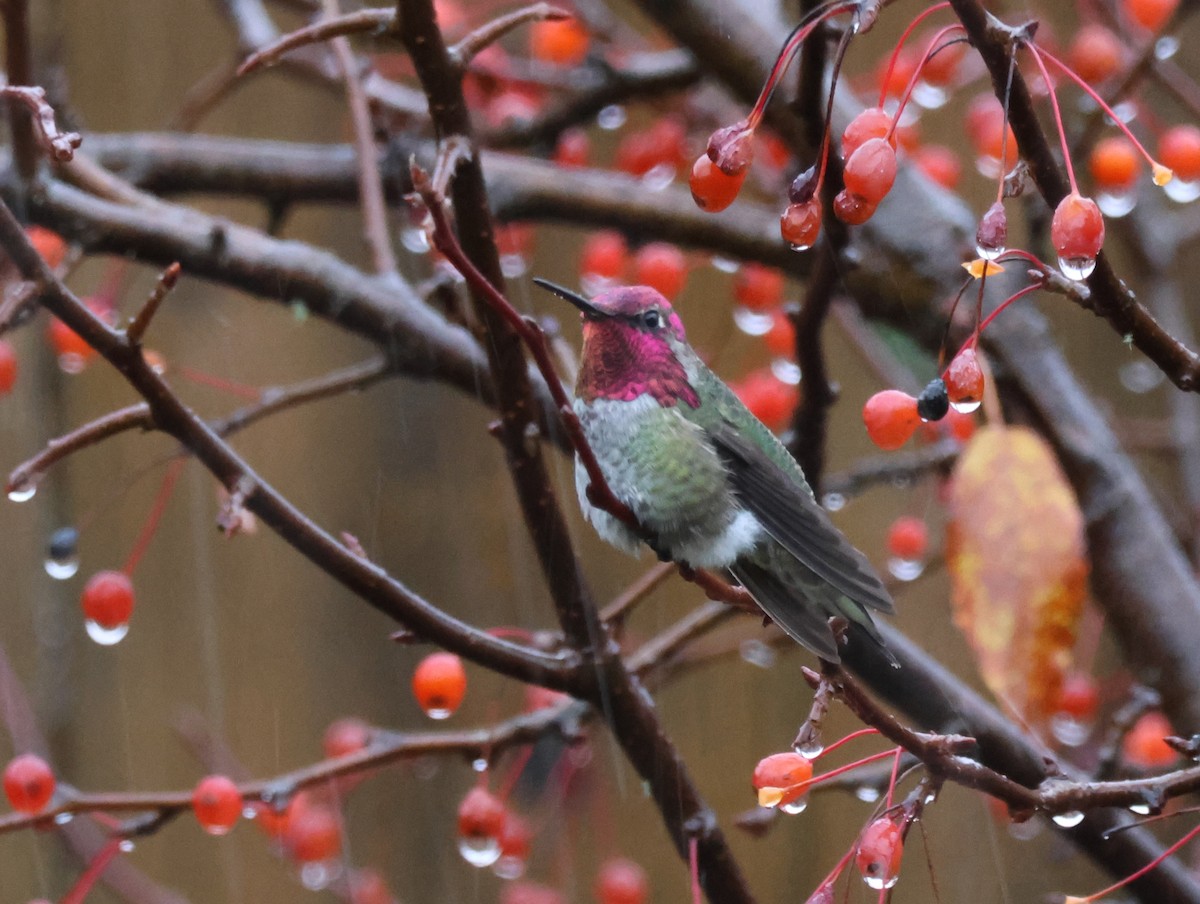 Anna's Hummingbird - ML644481787