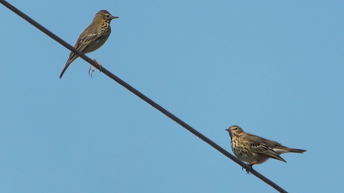 linduška lesní - ML644481804