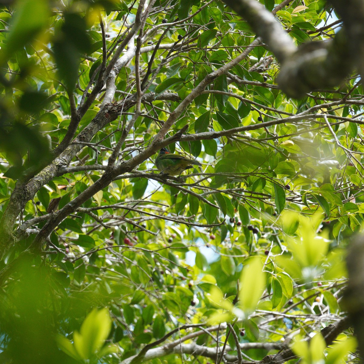 Tangara Militar - ML644481812