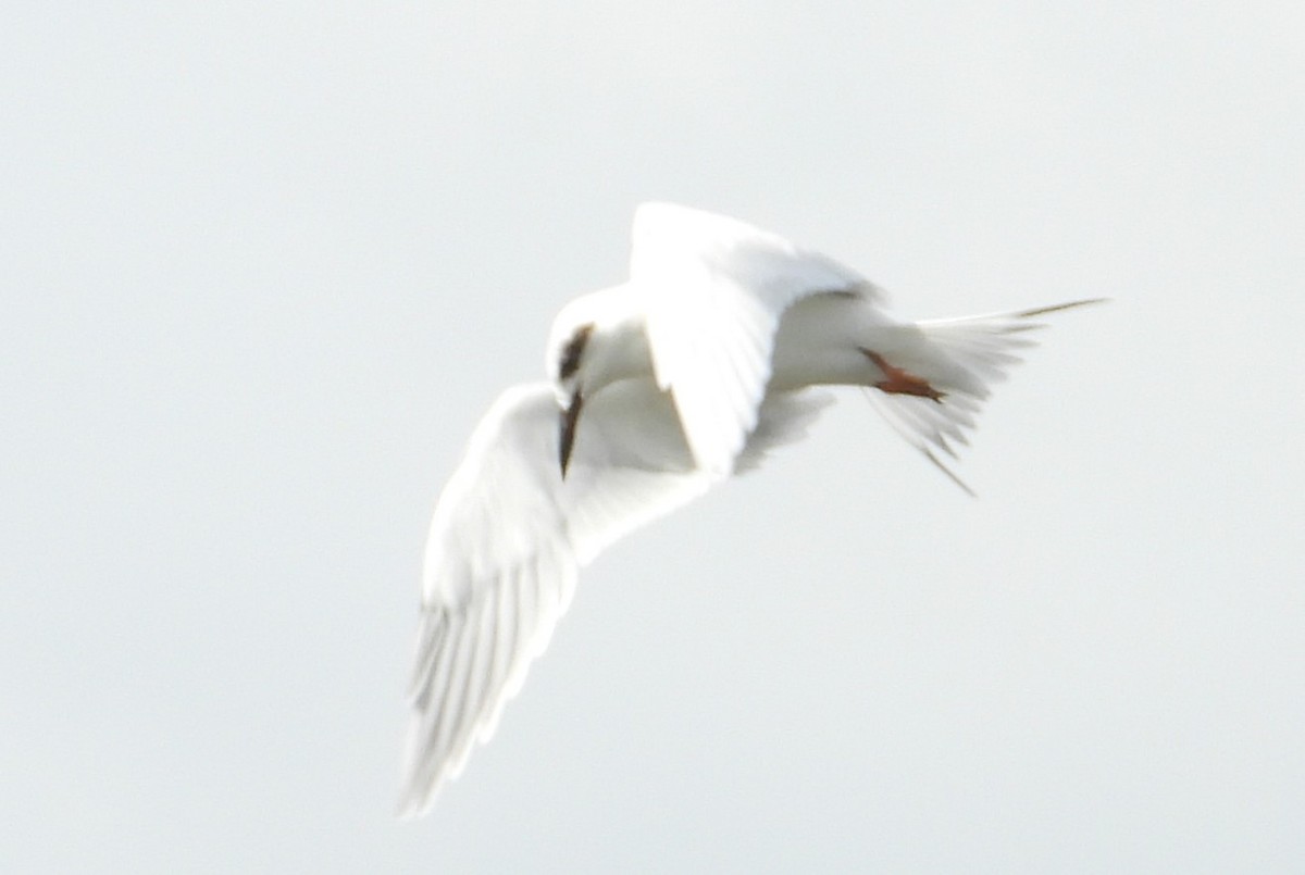 Forster's Tern - ML644481831