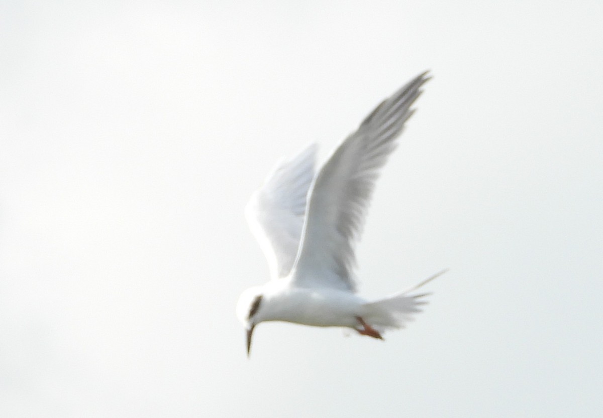 Forster's Tern - ML644481832