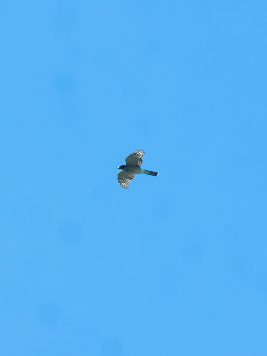 Sharp-shinned Hawk - ML644481837