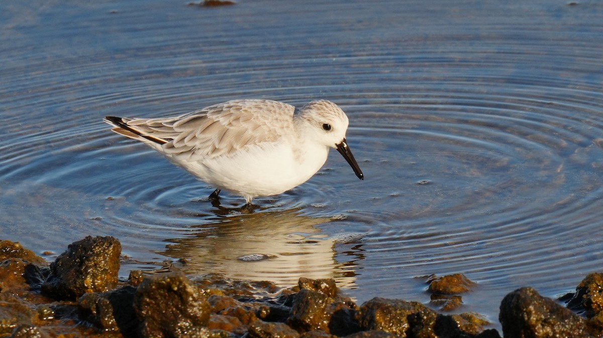 Гурвалж элсэг - ML644481843